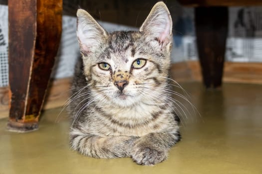 One small tabby gray kitten, close up portrait