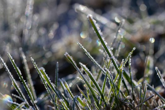 Frost glistens on the grasses in the low sunlight of late fall.