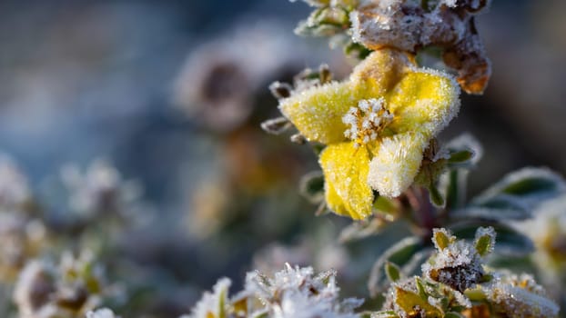 Frost glistens on a yellow flower in the low sunlight of late fall.