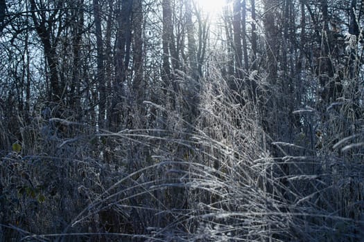 The sun's rays break through the frost-covered branches of the shrubbery.