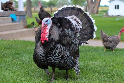 Male Turkey running around with the chickens . High quality photo