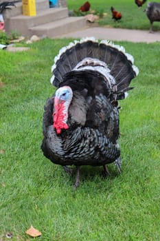 Male Turkey running around with the chickens . High quality photo