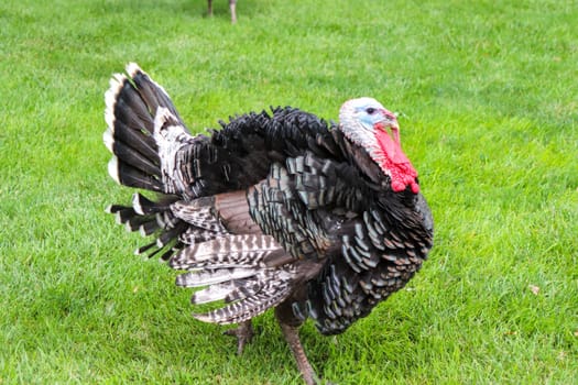 Male Turkey running around with the chickens . High quality photo