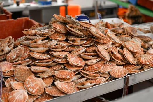 Fresh french scallops on a seafood market at Dieppe France