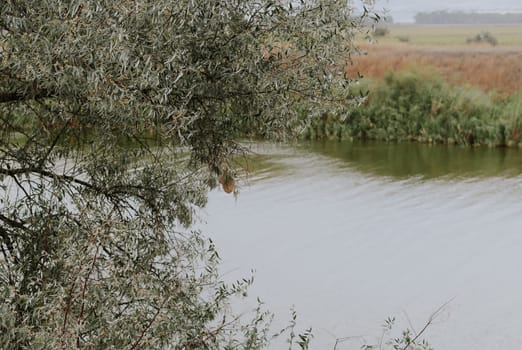 A beautiful view of part of the crown of a tree with a blurred canal running through a field with reeds growing on the bank on a summer day, close-up side view.