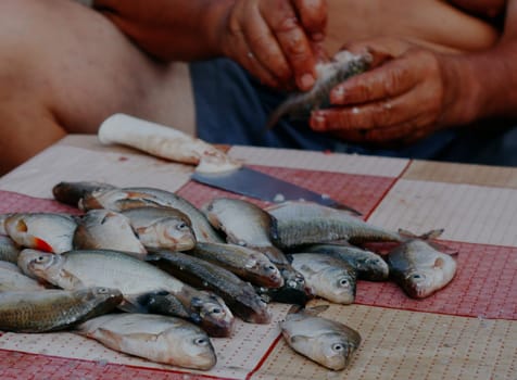 A pile of crucian fish lies on a table where a blurred elderly man manually cleans the fish from scales in the backyard of a house on a summer day, side view close-up.