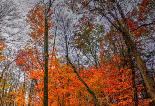 View of Dundee Falls in Autumn, Beach City Wilderness Area, Ohio