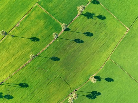 Aerial view of green rice field with trees in Thailand. Above view of agricultural field. Rice plants. Natural pattern of green rice farm. Beauty in nature. Sustainable agriculture. Carbon neutrality.