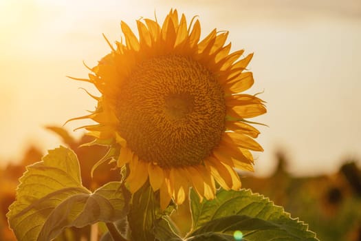 Close-up of a sunflower growing in a field of sunflowers during a nice sunny summer day with some clouds. Helianthus