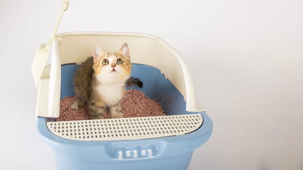 In an isolated setting a cat occupies a litter box emphasizing the importance of animal care and hygiene. The cat tray set on a clean white background is the cat's chosen toilet.