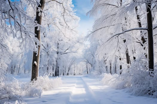 A captivating journey through winter's serene beauty, delving into the exploration and photography of forest trails blanketed in snow.