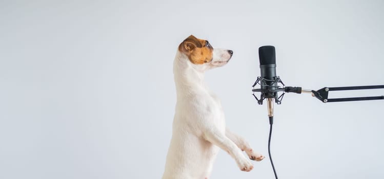 Jack russell terrier dog at the microphone and is broadcasting on a white background.