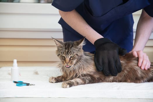 The Maine Coon cat stuck out his tongue in pleasure as the veterinarian was using a glove to brushes him, careful care of the fur of purebred pets, High quality photo