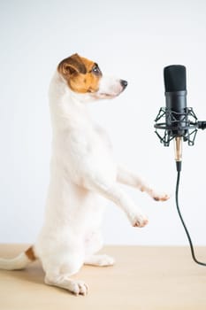 Jack russell terrier dog stands on its hind legs in a pose to serve at the microphone and is broadcasting on a white background.