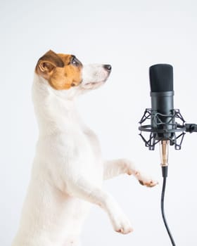 Jack russell terrier dog at the microphone and is broadcasting on a white background.