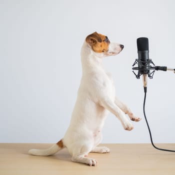 Jack russell terrier dog stands on its hind legs in a pose to serve at the microphone and is broadcasting on a white background.