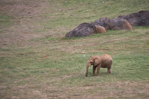 A lone elephant on the green meadow. Vegetation, green, no people, empty space,