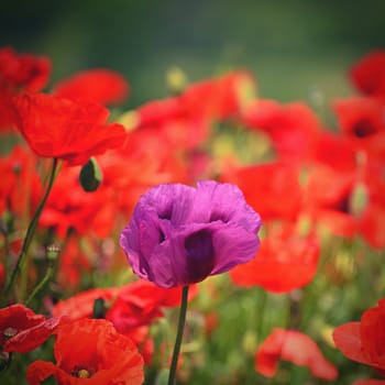 Purple poppy flower among red ones - uniqueness. Beautiful poppies blooming in the field. Beautiful summer background with flowers. 