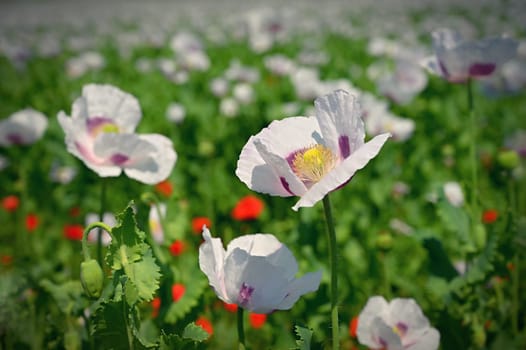 Beautiful large white flowers of the plant in the field. White poppies. 