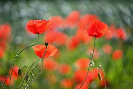 Summer nature - concept. Beautiful landscape with red poppy flowers and sunny day with blue sky.