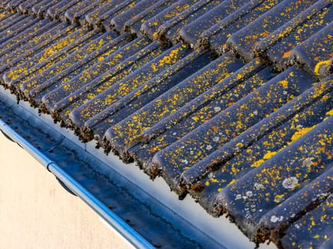 Roof tile with moss lichen over a dirty gutter on a private house roof seen from above