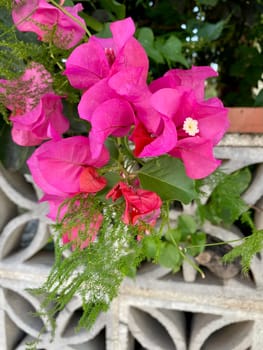Blooming bougainvillea street sidewall, traditional Greek flowers, pink floral wall . High quality photo