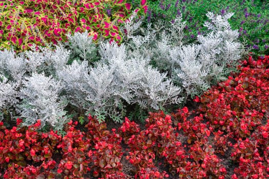 flowerbeds of multicolored flowers and plants close-up. photo