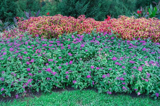 flowerbeds of multicolored flowers and plants close-up. photo