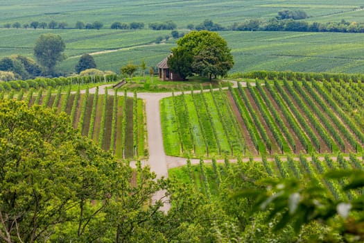 Vineyards and agricultural fields with a pavilion under trees next to field paths, Rhineland-Palatinate, Germany