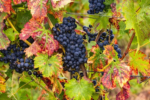 Close-up of grapes on a vine in a wine growing area in Rheinland Pfalz, Germany,