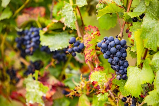 Leaves and grapes in a vineyard with vines selectively isolated, Germany