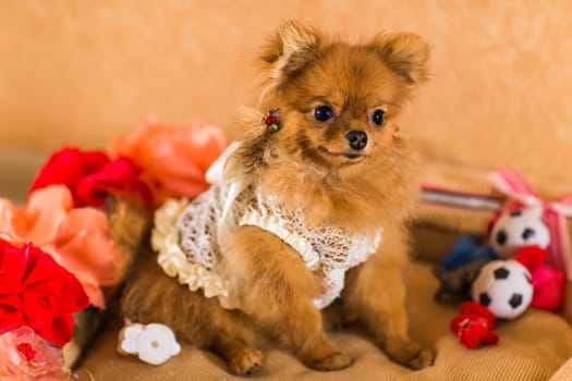 cute and funny puppy Pomeranian smiling on orange background.