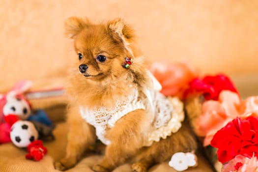 cute and funny puppy Pomeranian smiling on orange background.