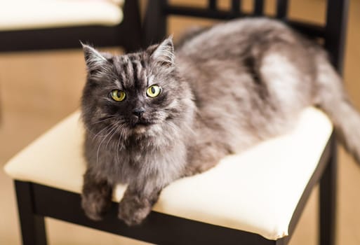 fluffy gray beautiful cat lying on a chair