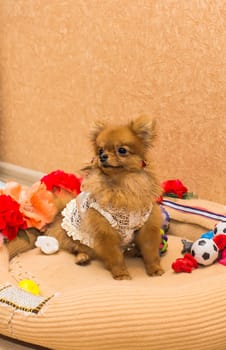 cute and funny puppy Pomeranian smiling on orange background.
