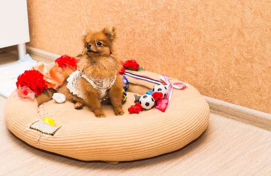 cute and funny puppy Pomeranian smiling on orange background.