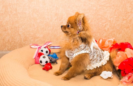 cute and funny puppy Pomeranian smiling on orange background.