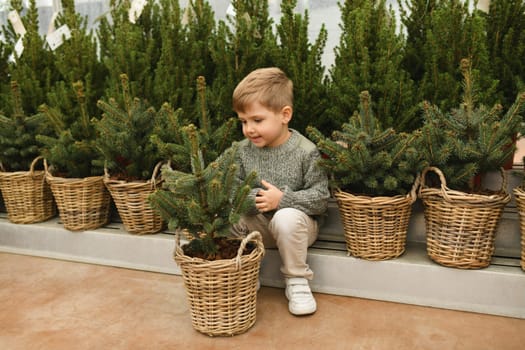 A small boy chooses a Christmas tree in the market.