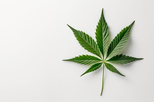 A cannabis leaf on a bright background. Minimalism. High quality photo