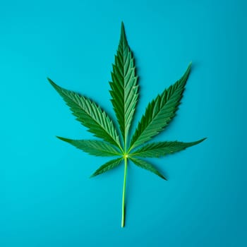 A cannabis leaf on a bright background. Minimalism. High quality photo