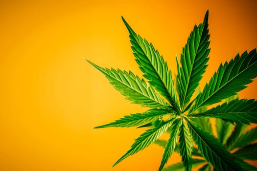 A cannabis leaf on a bright background. Minimalism. High quality photo