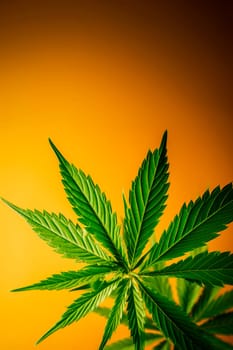 A cannabis leaf on a bright background. Minimalism. High quality photo