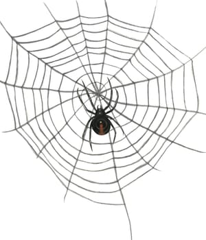 Watercolor illustration of a web with a black widow spider. Isolated on white background hand drawn