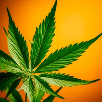 A cannabis leaf on a bright background. Minimalism. High quality photo