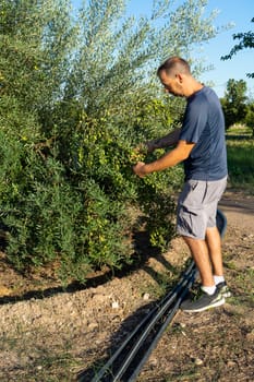 Bearded Hispanic man in his 40s in his orchard, inspecting his fantastic olive harvest