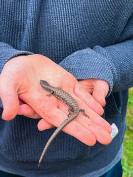 Rare Northern Alligator Lizard on a boy's hands in the coastal range of Oregon. these lizards hibernate much of the year in cold weather along the coast.