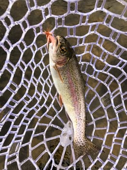 Catch and release fly fishing a river in Oregon produced this native, wild Redband Rainbow Trout seen here in a net with the fly still in its mouth.