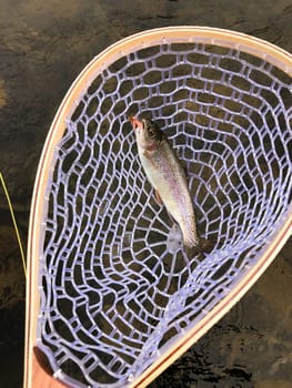 Catch and release fly fishing a river in Oregon produced this native, wild Redband Rainbow Trout seen here in a net with the fly still in its mouth.
