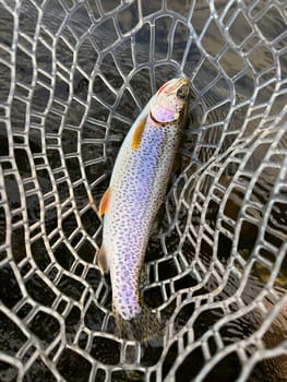 Native, wild coastal cutthroat trout in a rubber net caught during ctch and release fly fishing on a river in Oregon.