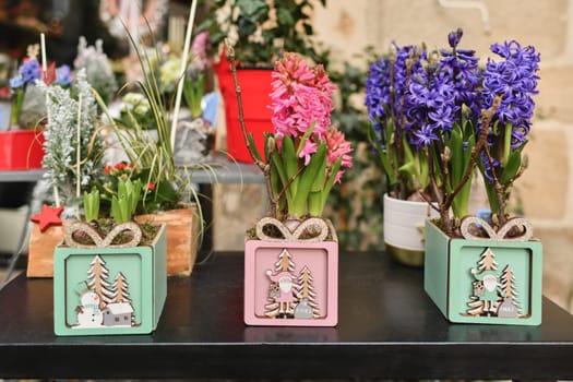 Christmas composition with the hyacinths for Christmas